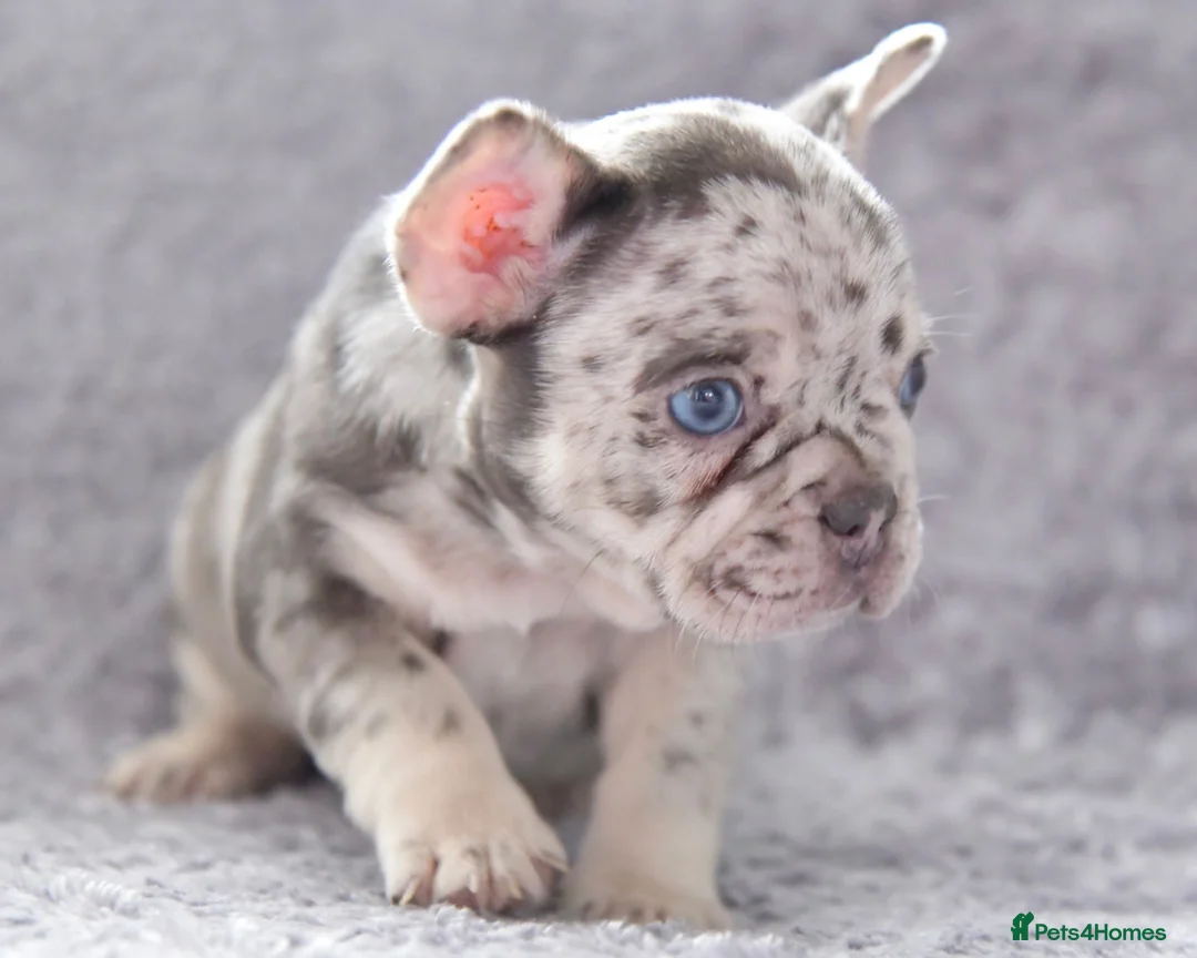 French Bulldog dogs for stud: Full new shade Isabella stud ( now available ) in Hastings - Advert 8