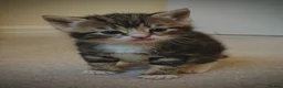 Domestic Shorthair cats for sale: Two female domestic shorthair female kitties in Birmingham - Advert 3