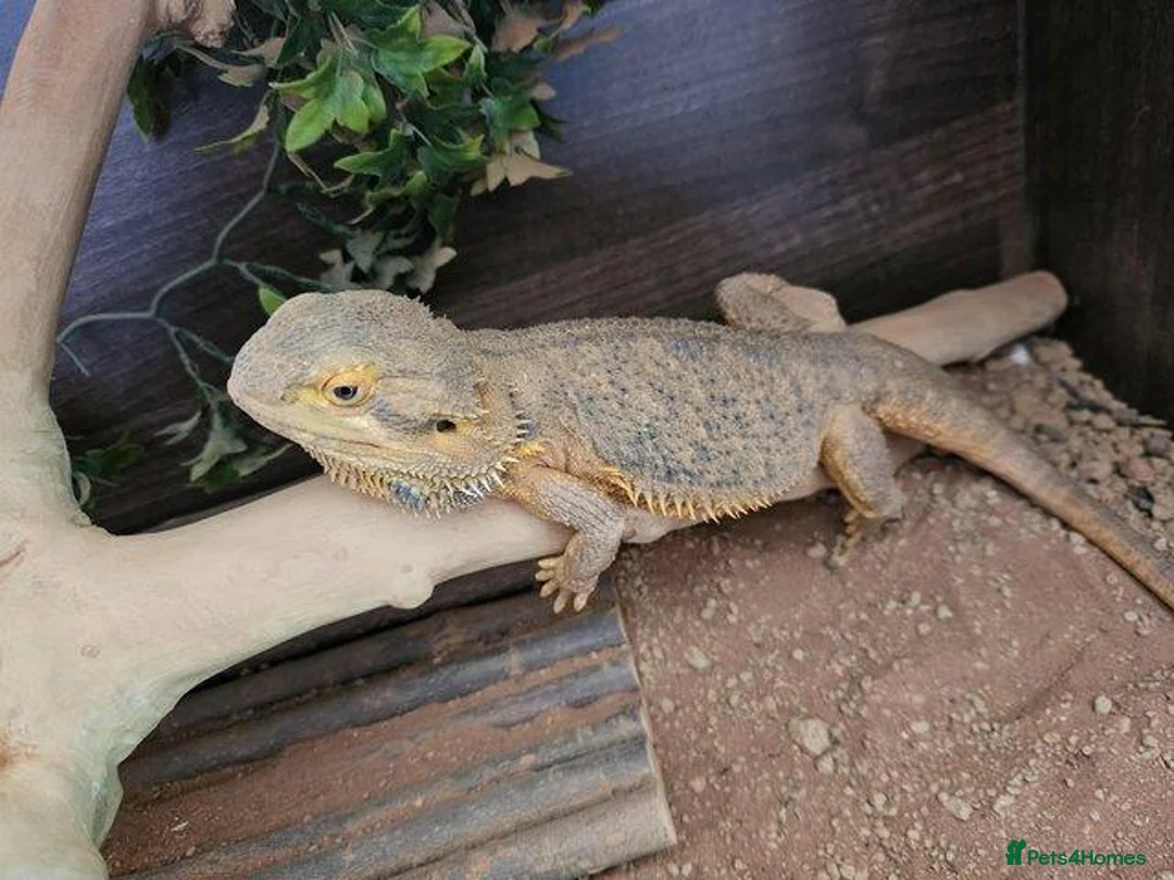 Bearded Dragon reptiles for sale: Male bearded dragon - Advert 3