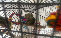 Parakeets birds for sale: Quaker monk parakeet - Image 2