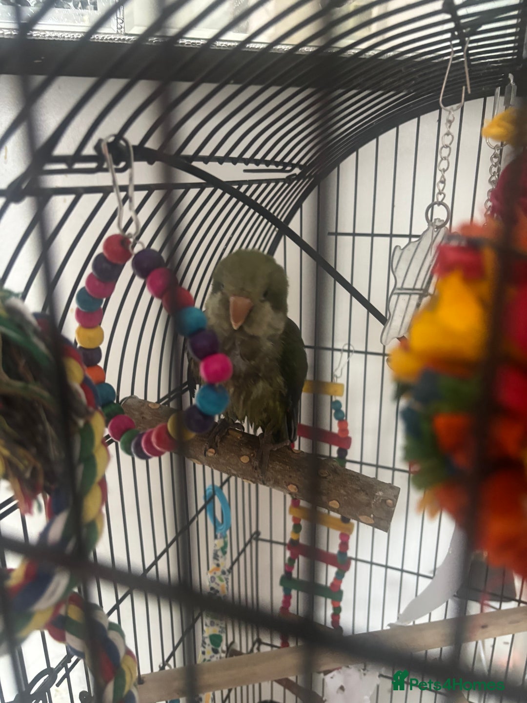 Parakeets birds for sale: Quaker monk parakeet - Image 2