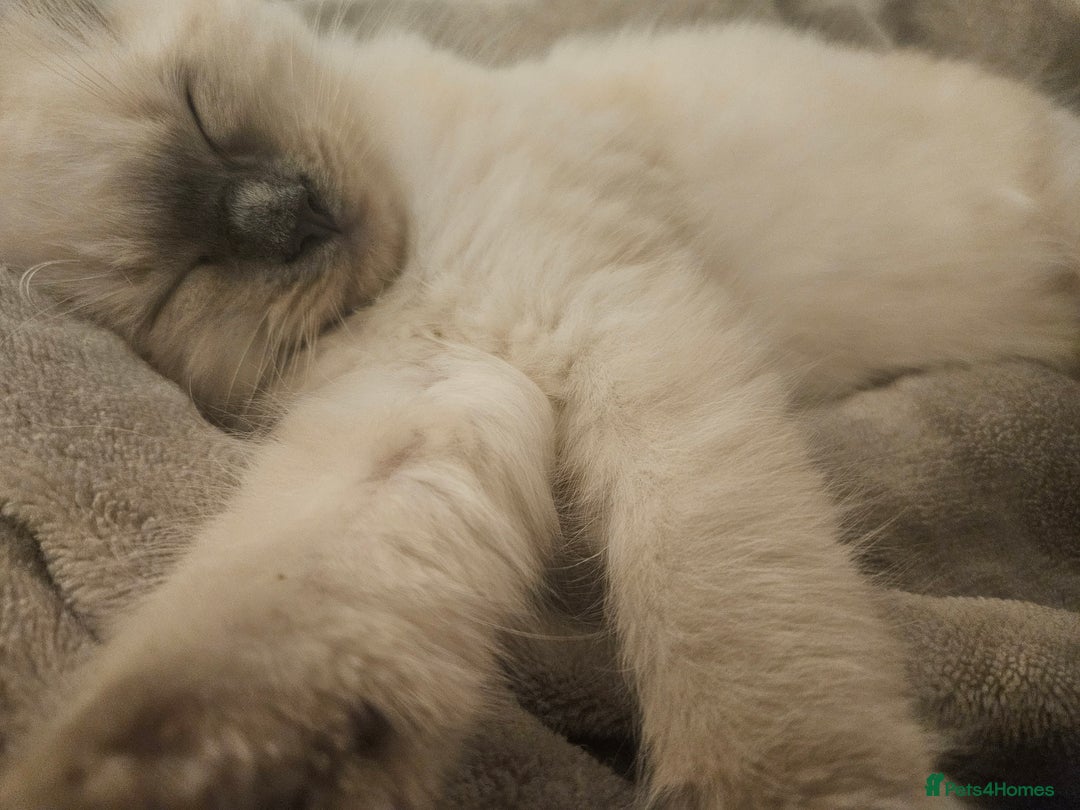 Ragdoll cats for sale: 2 beautiful, playful ragdoll kittens for sale - Image 12