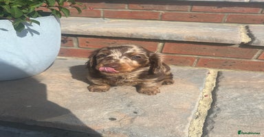 Miniature Dachshund dogs in Sheerness - Advert 5