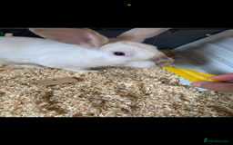 Rex rabbits for sale: Beautiful Rabbit in need of a home  - Image 3