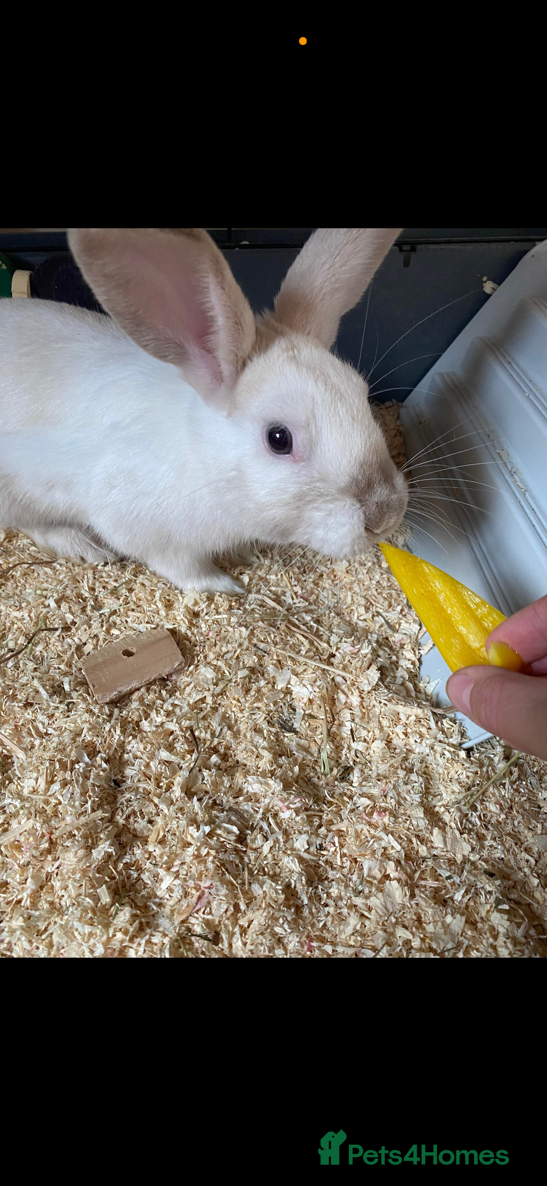 Rex rabbits for sale: Beautiful Rabbit in need of a home  - Image 3