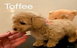 Maltipoo dogs for sale: Beautiful Maltipoo girls looking for lovely home  - Image 6