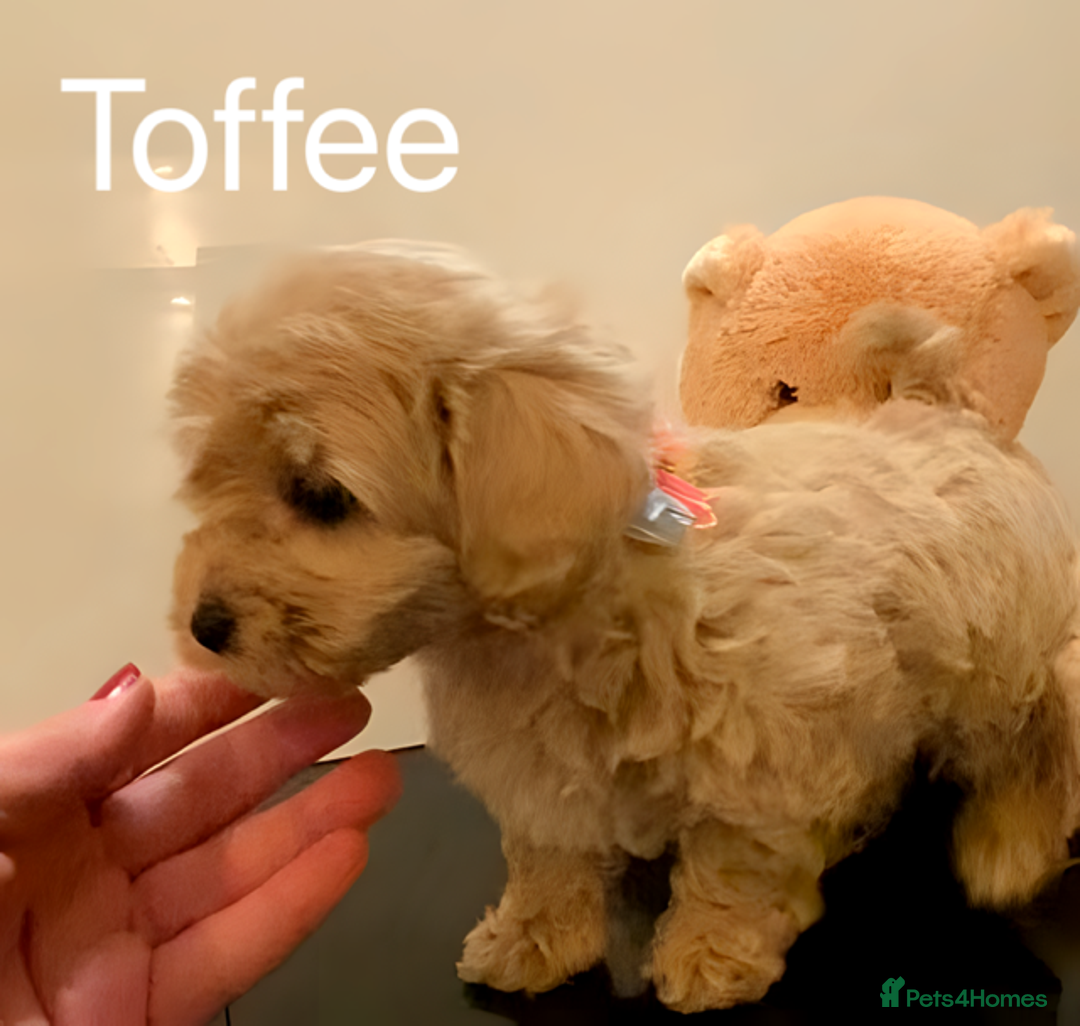 Maltipoo dogs for sale: Beautiful Maltipoo girls looking for lovely home  - Image 6