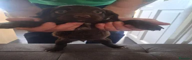 Cocker Spaniel 4