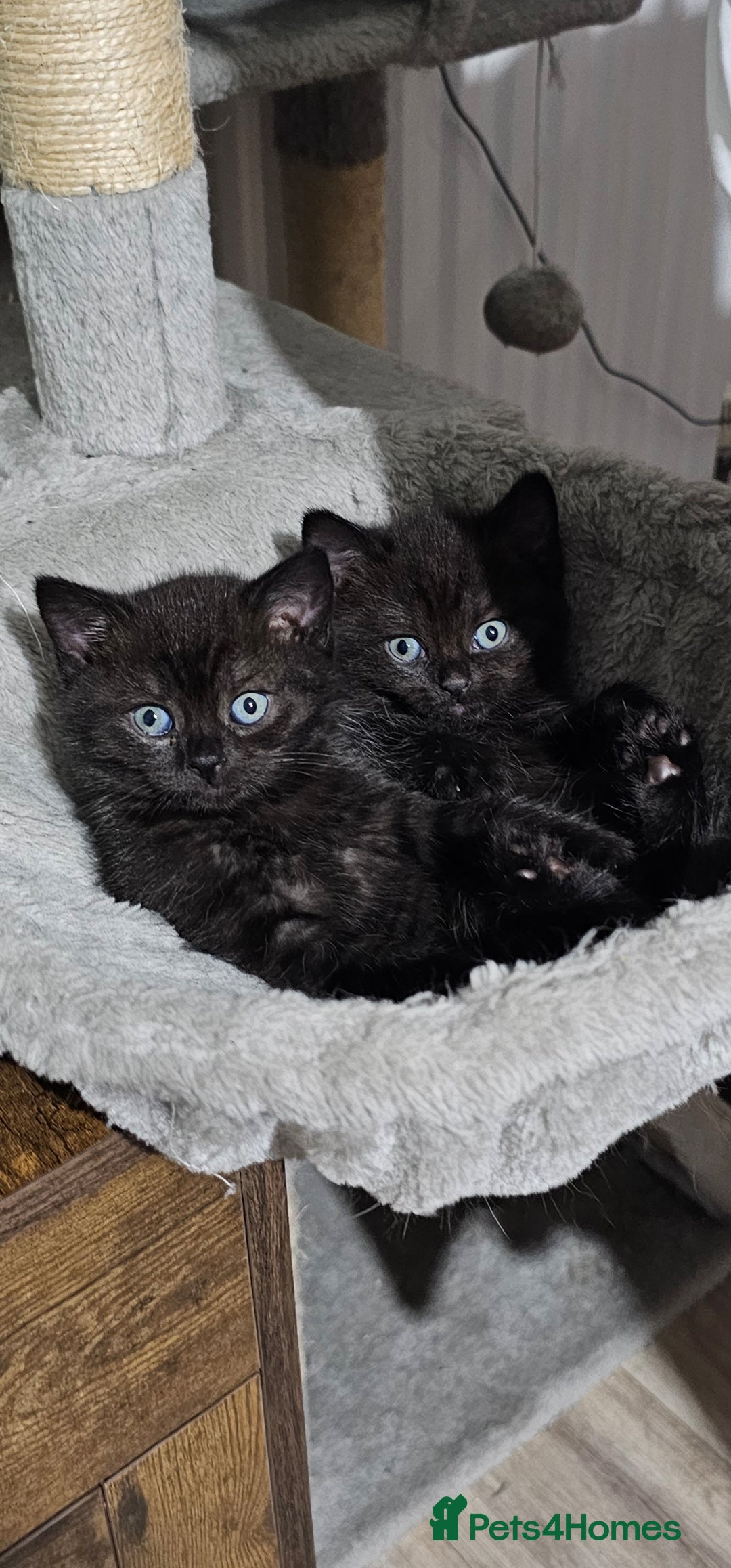 British Shorthair cats for sale: Chocolate British shorthairs - Image 7