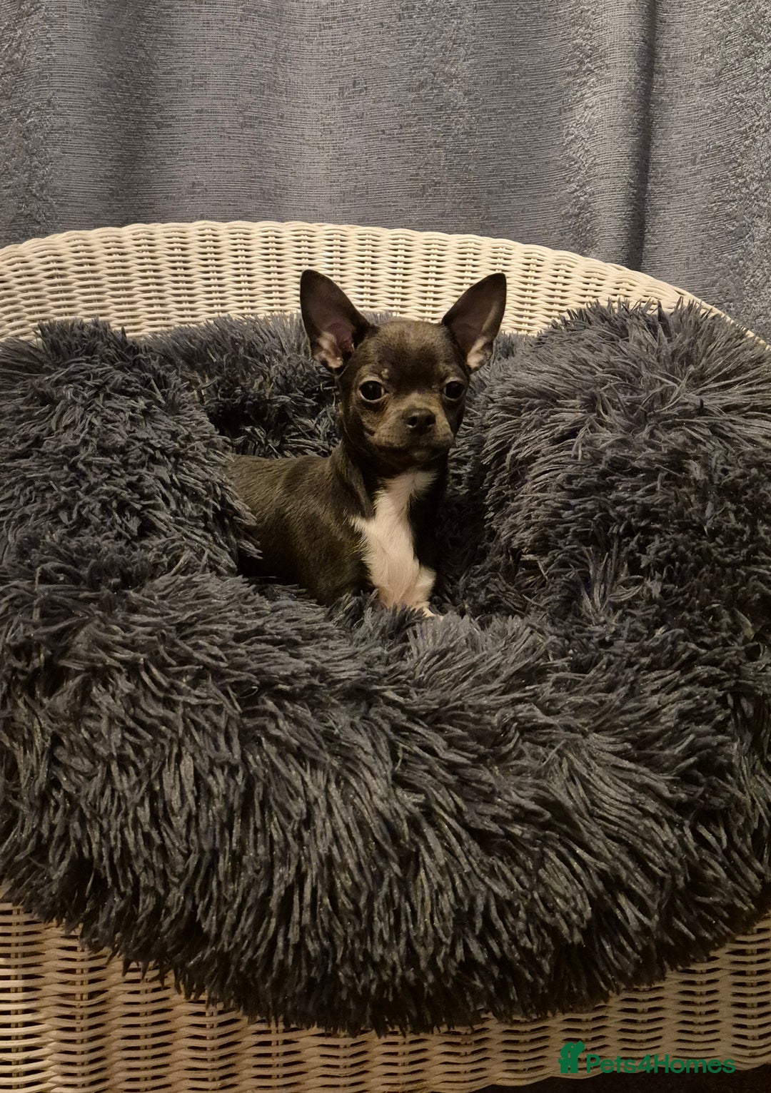 Chihuahua dogs for sale: ❤️KC Blue Chihuahua Puppy Ready Now Vaccinated ❤️ - Advert 3