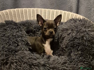 Chihuahua dogs ❤️KC Chihuahua Puppies Ready Now Vaccinated - Advert 2