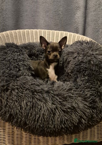 Chihuahua dogs ❤️KC Chihuahua Puppies Ready Now Vaccinated - Advert 2