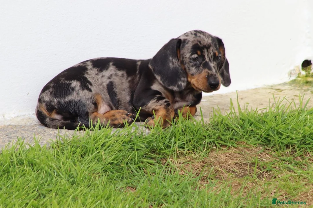 Dachshund dogs for sale: Miniature Dachshund puppies for sale - Advert 39
