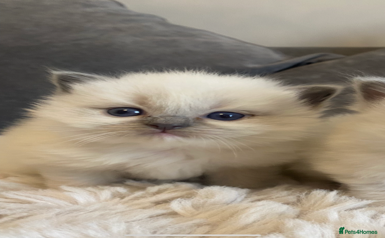 Ragdoll cats - Advert 16