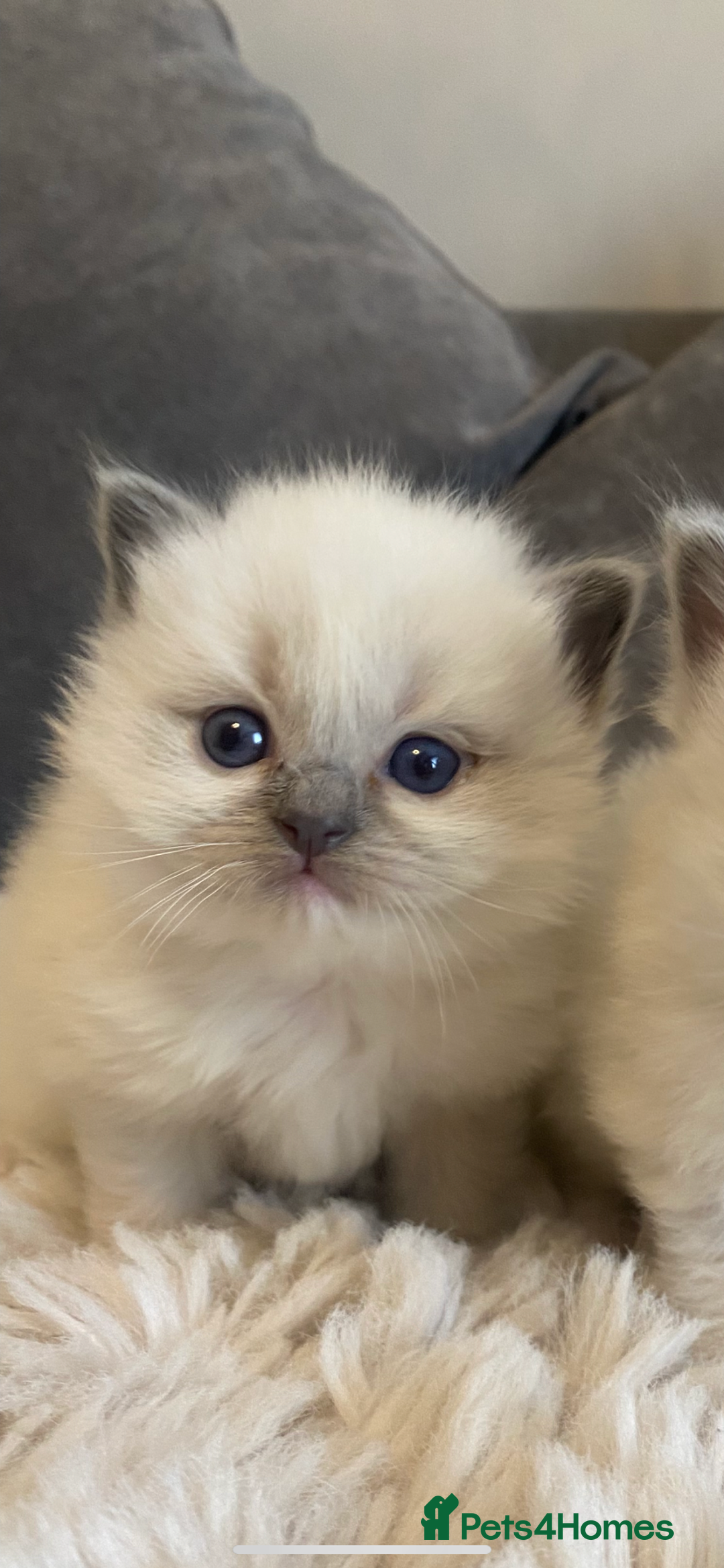 Ragdoll cats for sale: Ragdoll kittens😻 only 1 kitten left 😻ready now  - Image 3