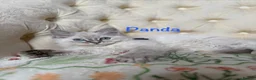 Perdoll cats for sale: ⭐️READY Now⭐️ Perdoll kittens  - Advert 13