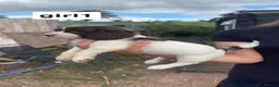 English Springer Spaniel dogs for sale: English springer spaniel puppies - Advert 3
