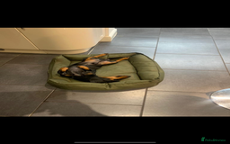 Dachshund dogs for stud: Lovely Tomos Black & Tan Dachshund For Stud in Redhill - Image 2