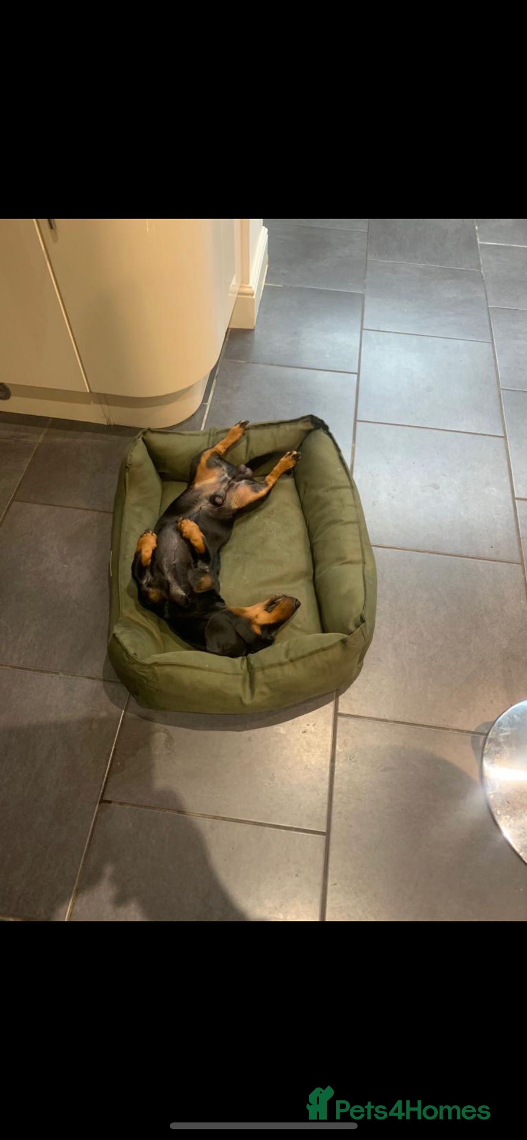 Dachshund dogs for stud: Lovely Tomos Black & Tan Dachshund For Stud in Redhill - Image 2