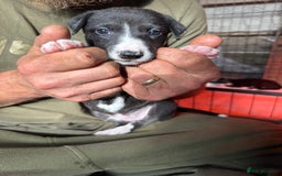Mixed Breed dogs for sale: Whippet x greyhound puppies  - Image 9