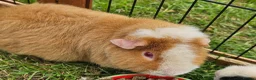 Guinea Pig rodents for sale: Two male Teddy guinea pigs (brothers) - Advert 6
