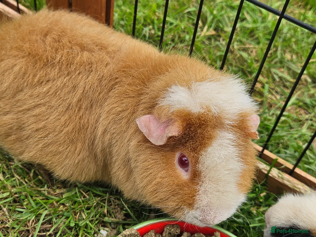 Guinea Pig rodents for sale: Two male Teddy guinea pigs (brothers) - Advert 6