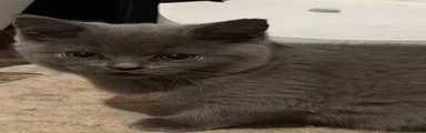 British Shorthair 3