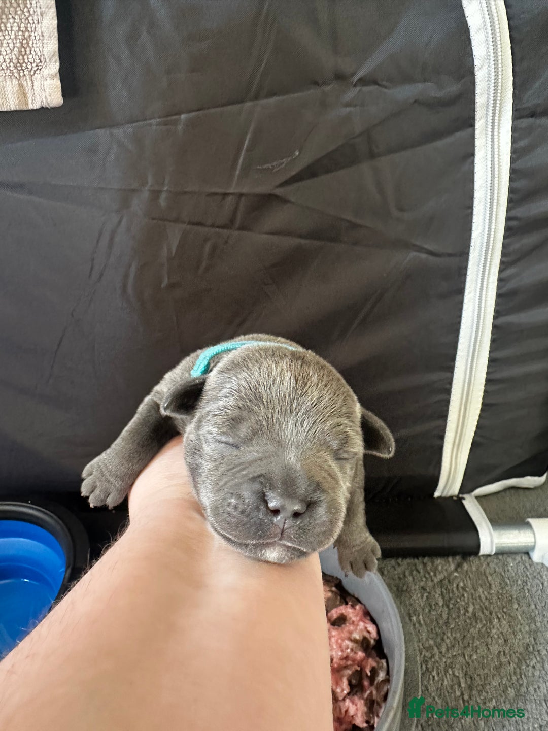 Staffordshire Bull Terrier dogs for sale: Quality Blue Staffies - Image 14