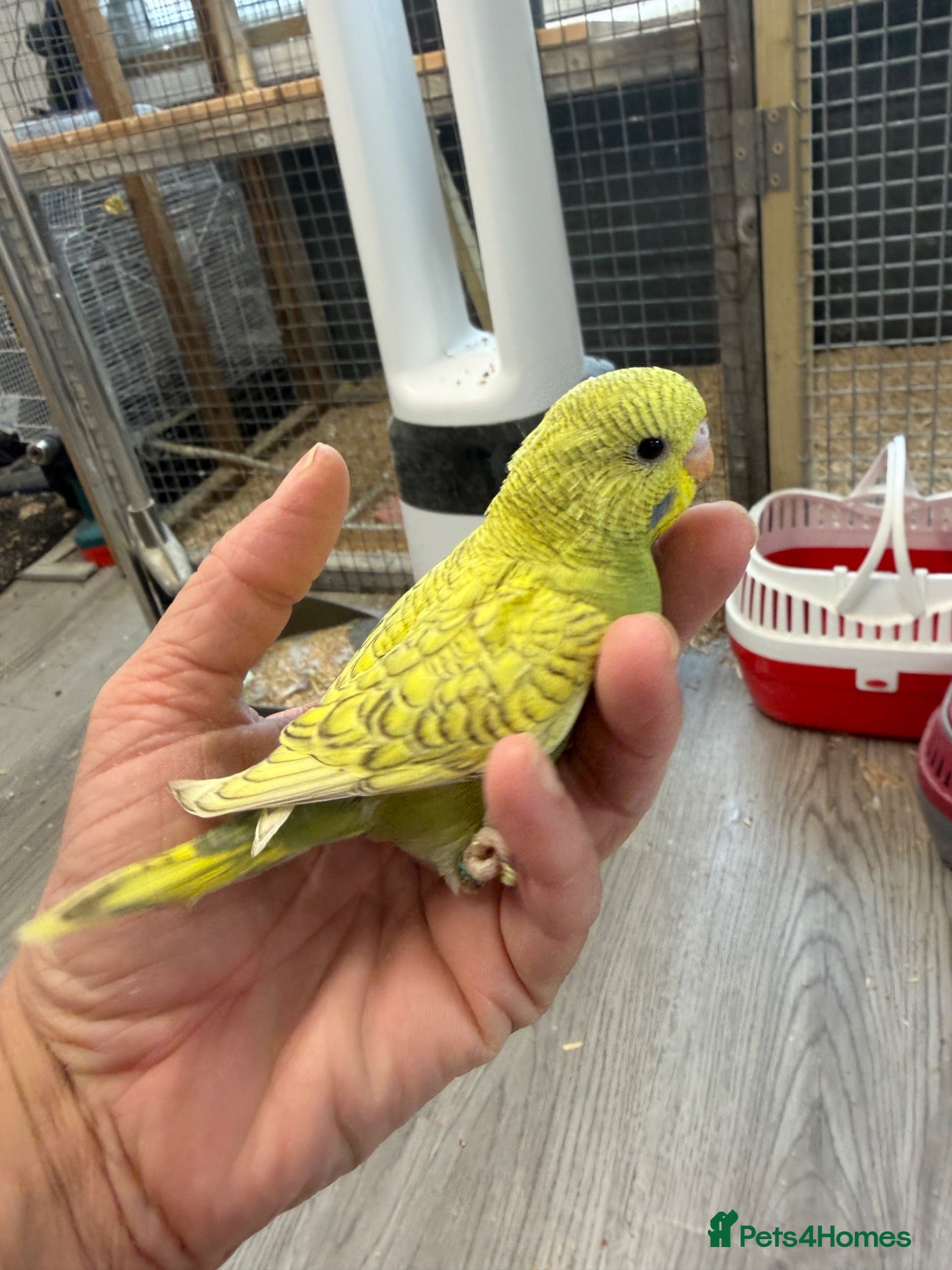 Budgerigars birds Hand Tame Budgie Boy Chicks - Ready Soon  - Advert 2