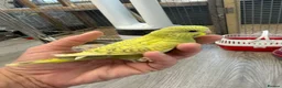 Budgerigars birds for sale: Hand Tame Budgie Chicks - Ready Soon  - Advert 5