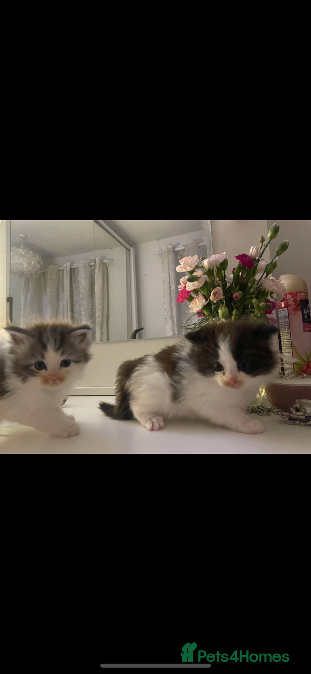 Maine Coon cats for sale: ✨Beautiful Mainecoon/Ragdoll mix kittens✨ - Advert 3