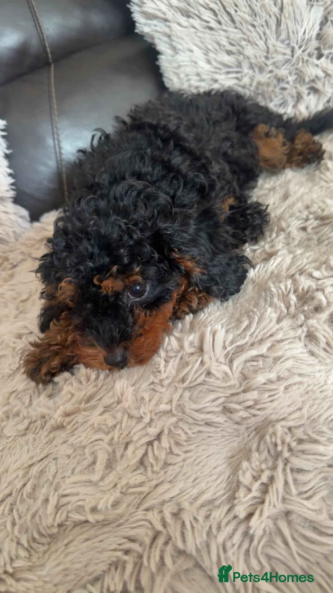 Cavapoo dogs for sale: Cavapoo puppies  - Advert 2