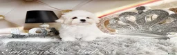 Maltese dogs for sale: Tiny KC Reg. Korean Maltese- CH line show dogs! - Advert 6