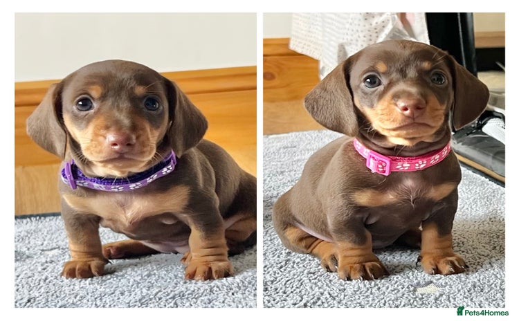 Miniature Dachshund dogs - Advert 12