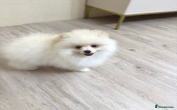Pomeranian dogs for sale: Pomeranian boy for sale  - Image 5