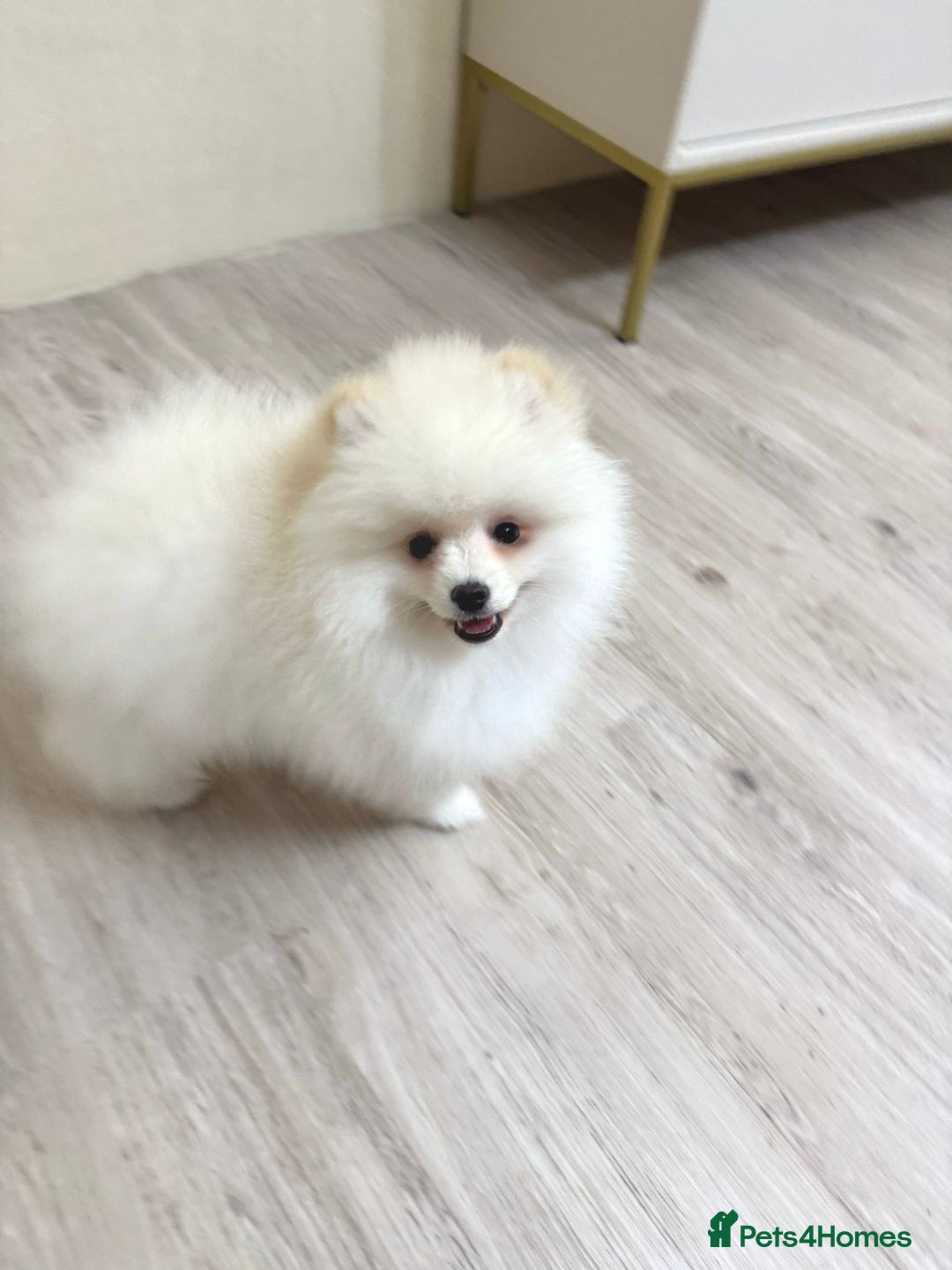 Pomeranian dogs for sale: Pomeranian boy for sale  - Image 5