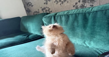 Ragdoll cats - Advert 11