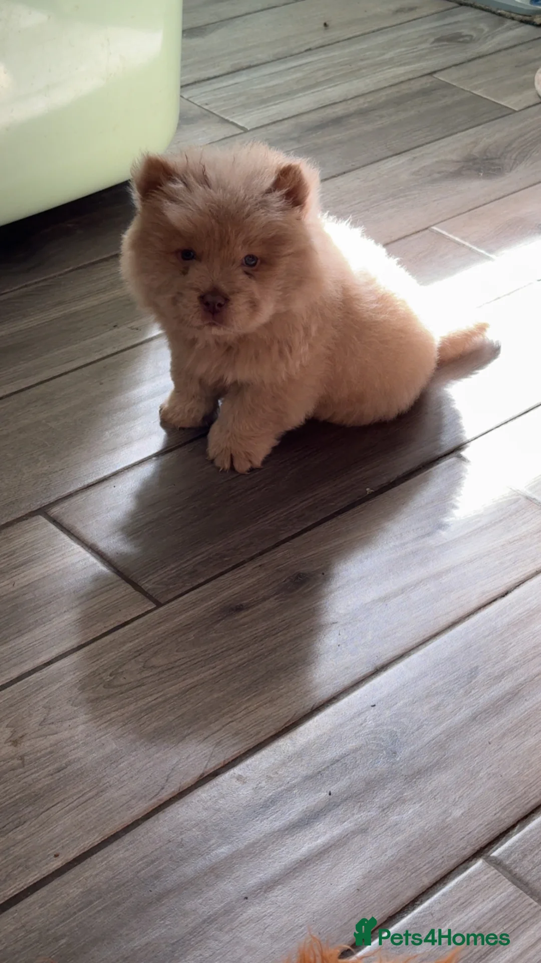 Chow Chow dogs for sale: *ReadyNow* 3 Teddy Bear Chow Chow Puppies - Advert 2