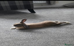 Rex rabbits for sale: Rosie ♡ in Bolton - Image 3