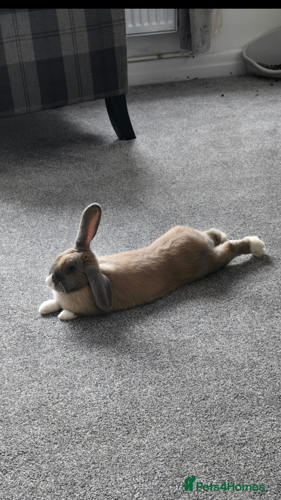 Rex rabbits for sale: Rosie ♡ in Bolton - Image 3