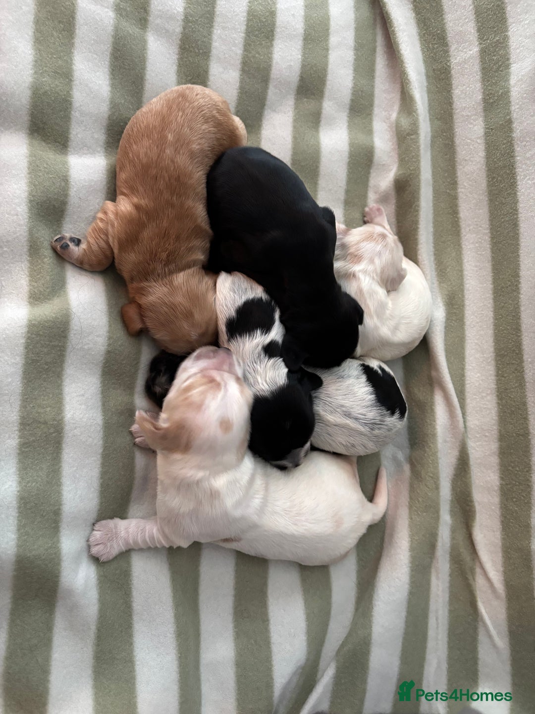 Cocker Spaniel dogs for sale: Beautiful Cocker Spaniel Puppies - Advert 6