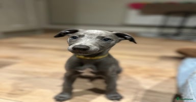 Whippet dogs - Advert 6