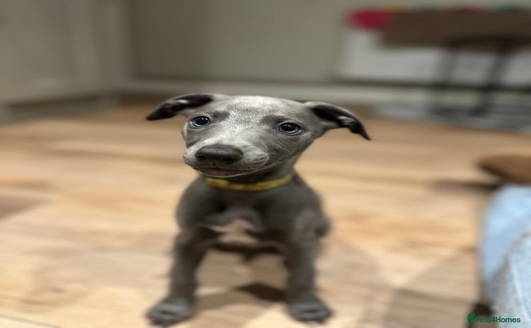 Whippet dogs - Advert 1