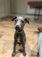 Whippet dogs - Advert 6