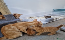 Mixed Breed cats for sale: 2 Ginger Boys, 1 Tabby Girl. Donate to charity - Image 14