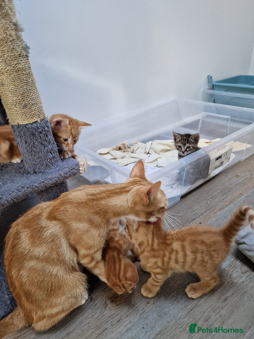 Mixed Breed cats for sale: 2 Ginger Boys, 1 Tabby Girl. Donate to charity - Image 14
