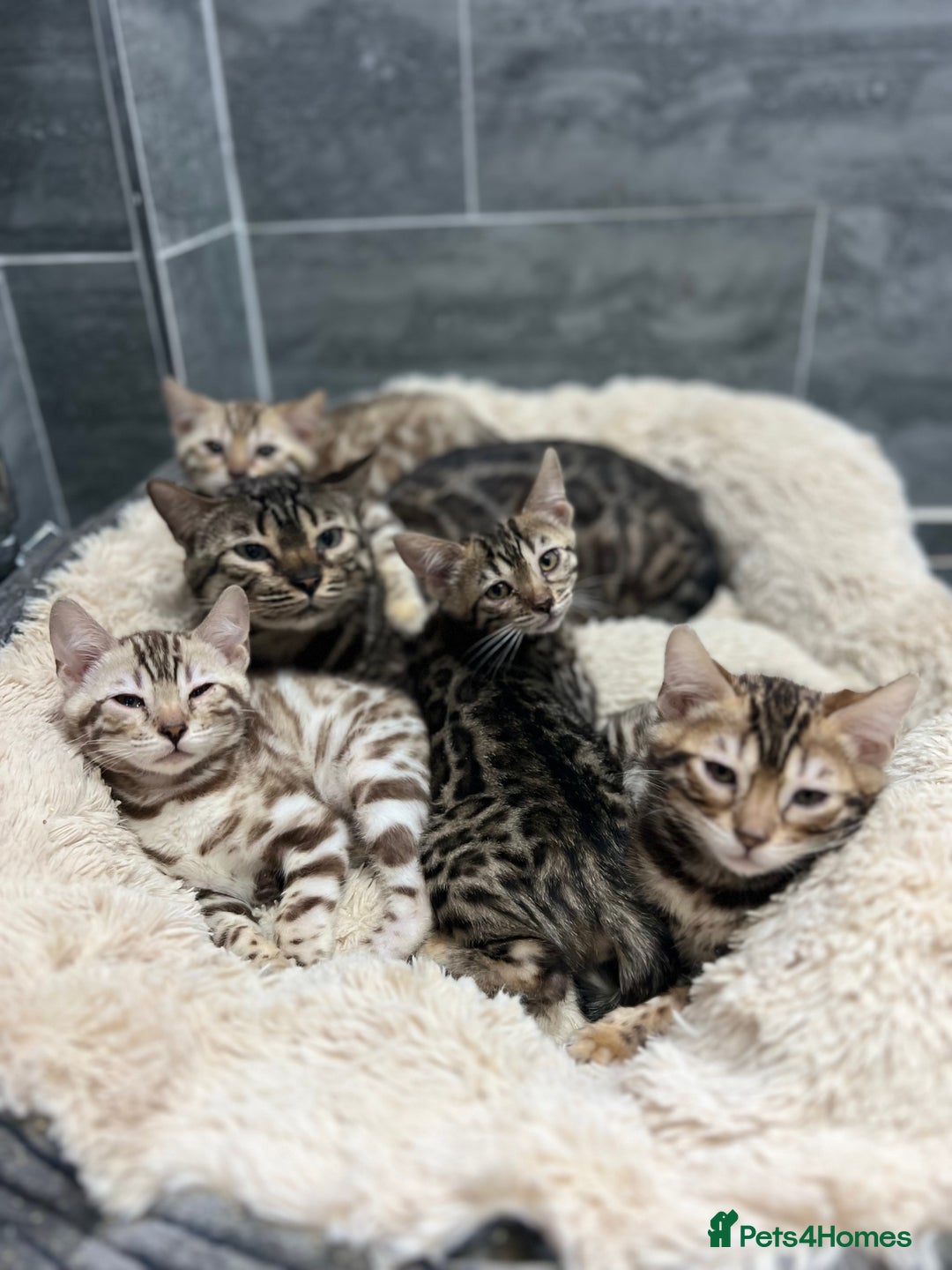 Bengal cats for sale: Stunning TICA 5 Generation Pedigree Kittens - Advert 9