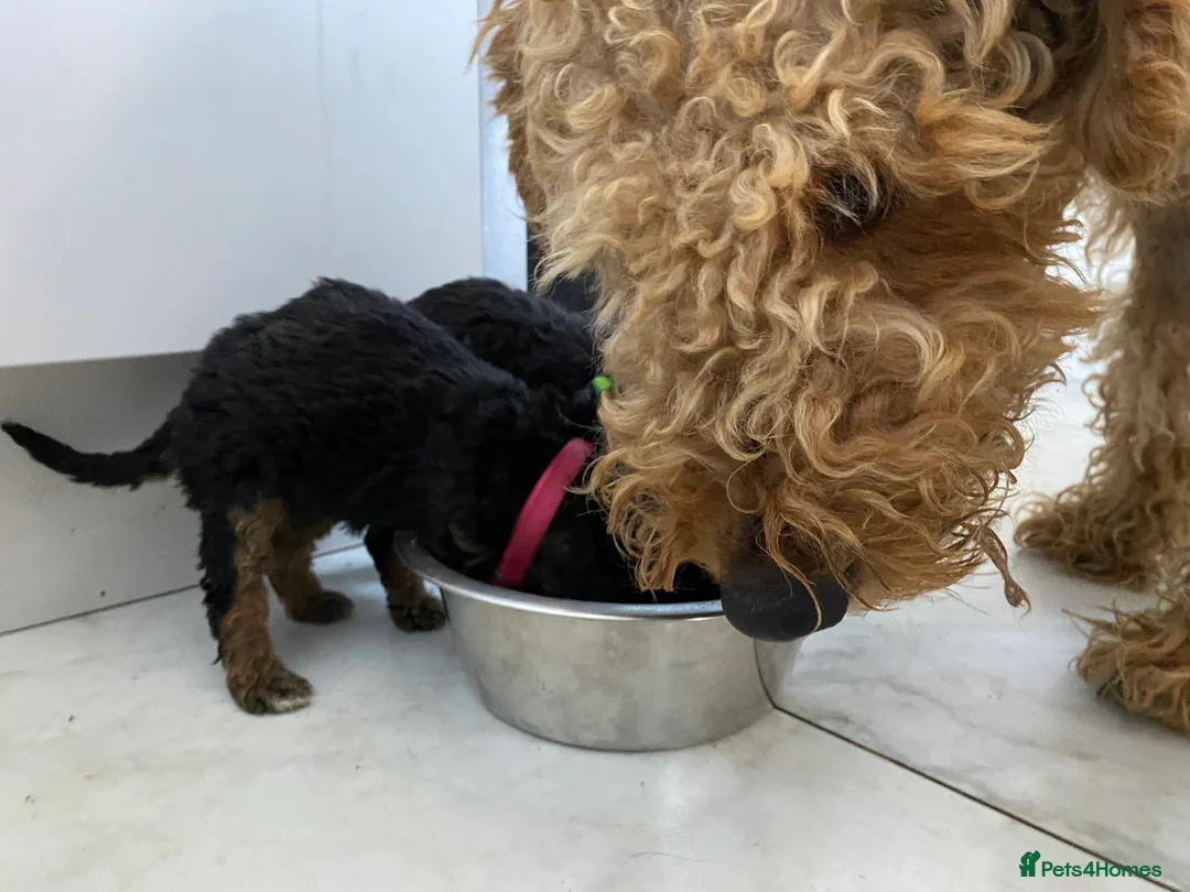 Airedale Terrier dogs for sale: Pure breed Airedale Terriers for sale - Advert 23