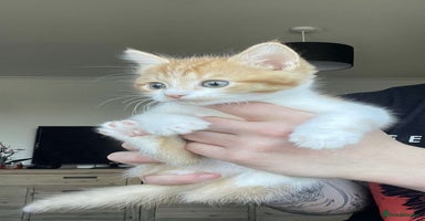 Mixed Breed cats - Advert 6