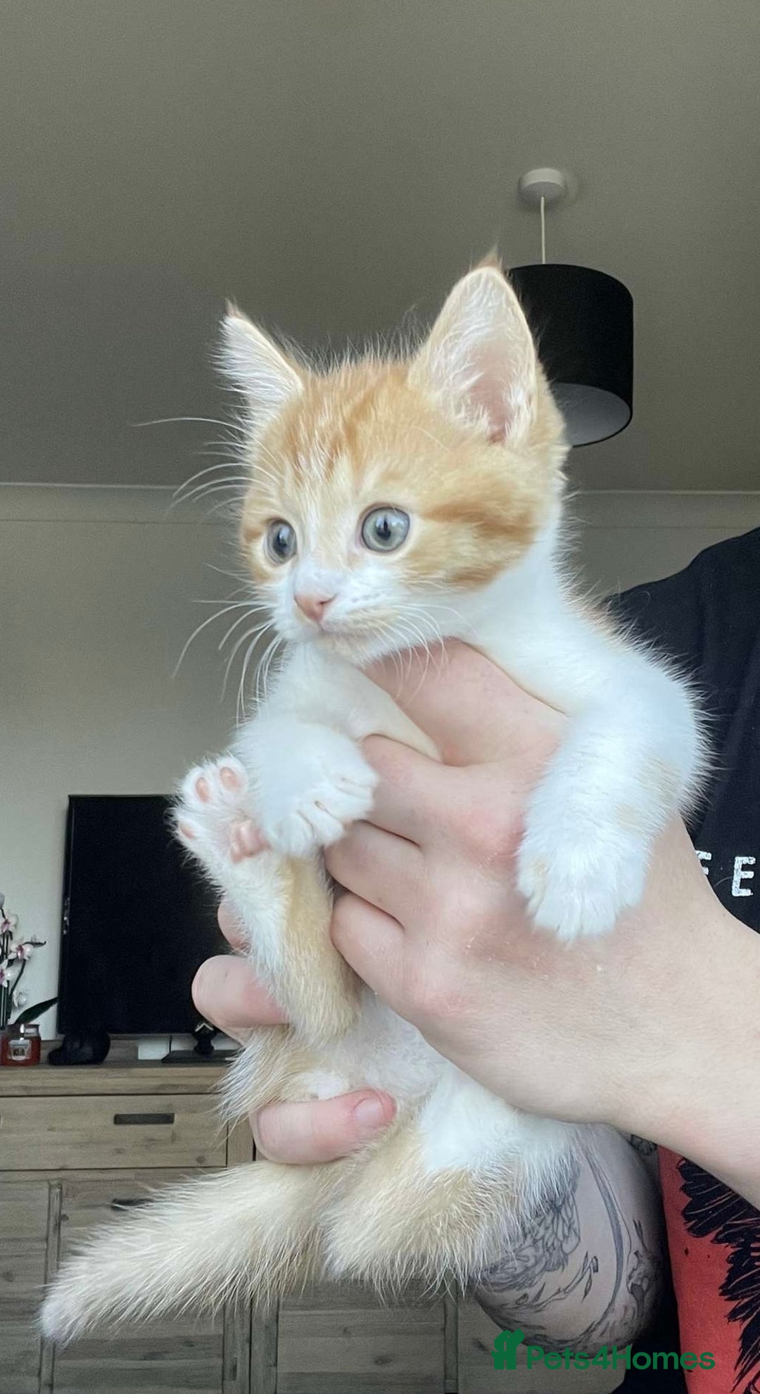 Mixed Breed cats for sale: Last 2 lovely kittens  - Image 3